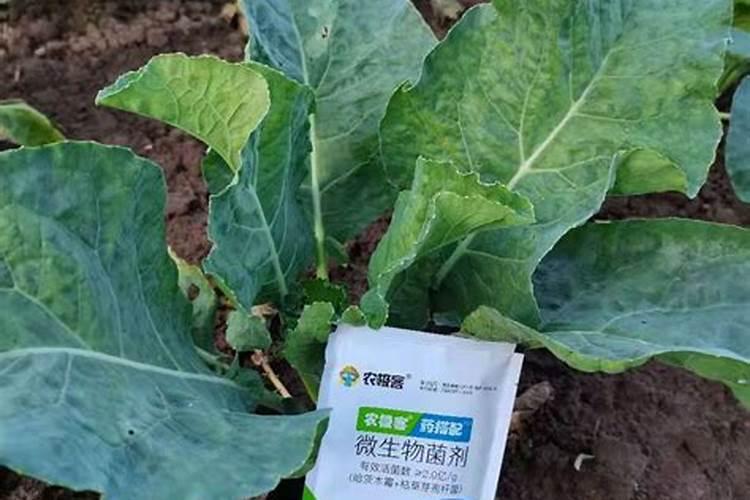 果树为什么要用钙硼合剂？有什么好处吗？