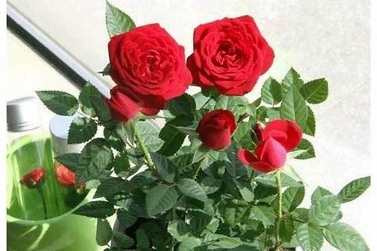 大棚夏黑葡萄萌芽期要施什么肥料？