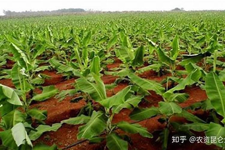 文竹叶子干枯发黄怎么办(叶子全部黄了的挽救处理方法)