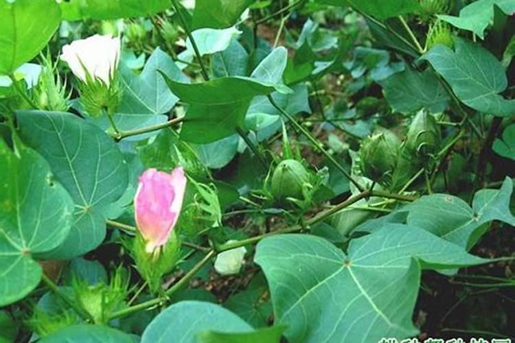 大蒜用啥肥料追肥最好