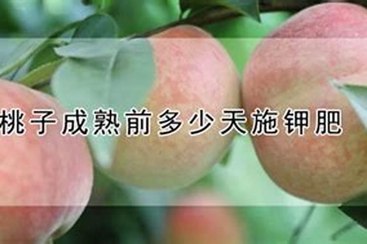 葡萄种植不同时期如何追肥 施肥注意事项