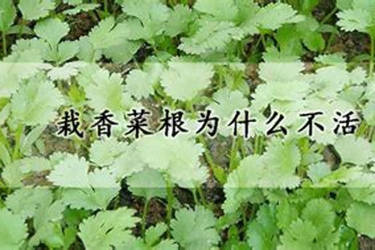 菜苗定植后可以喷叶面肥吗视频？