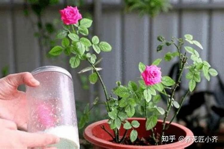 多菌灵可以浇兰花吗