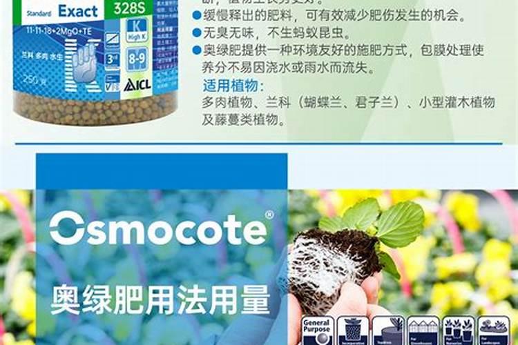 九里香花期养护方法,在开花的时候要注意这3种情况