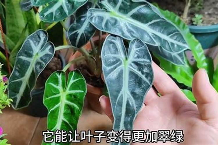 九里香开花时要注意这四点,枝叶繁茂,花朵芬芳,是真的吗？