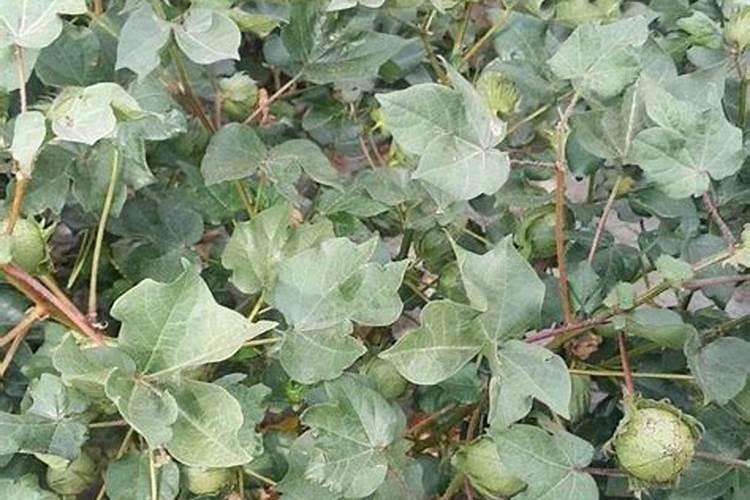 棉花的需肥量大,棉花施肥应该注意哪些问题？