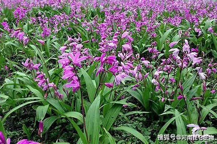美国世多乐哈维果水溶肥4千克一袋的多少钱？