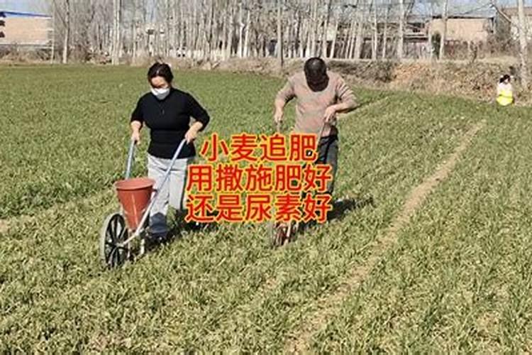 水溶肥价格多少钱一吨 如何选购优质的水溶肥料