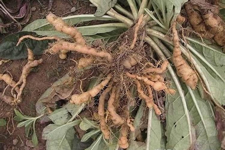 种生姜用什肥料做追肥好