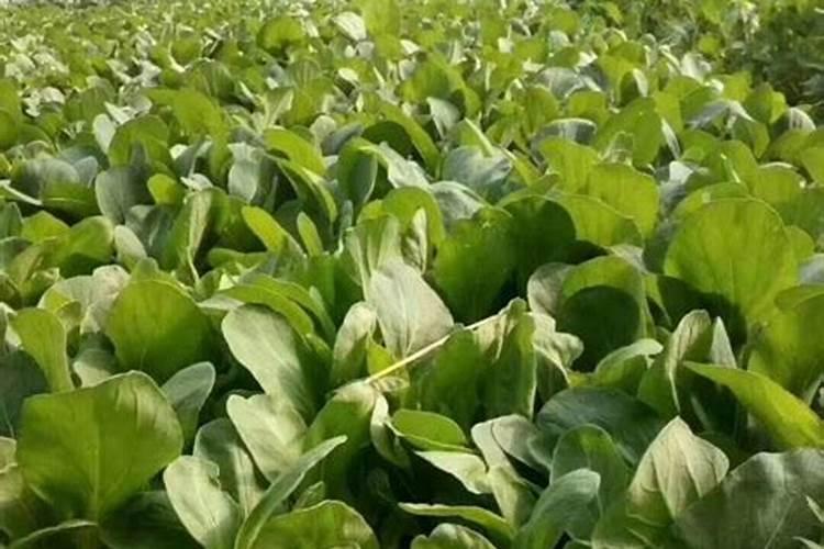 磷钾肥在植物生长中的作用分别是什么？