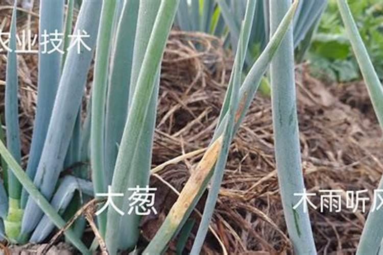 养花,磷酸二氢钾和花多多,还有奥绿肥,哪种好些啊？