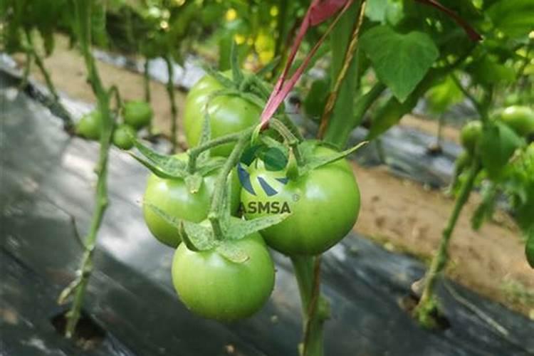 锌肥对植物些什么作用