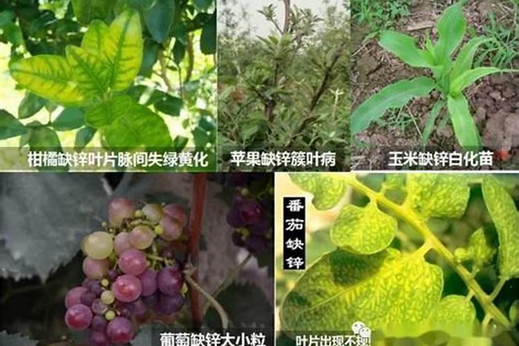 锌肥的作用及使用方法