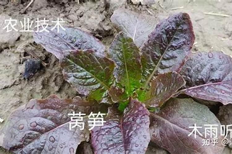 莴笋怎么施肥莴笋施肥规律