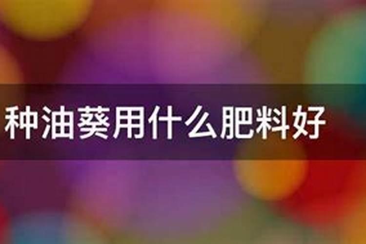 油葵出苗后怎样管理