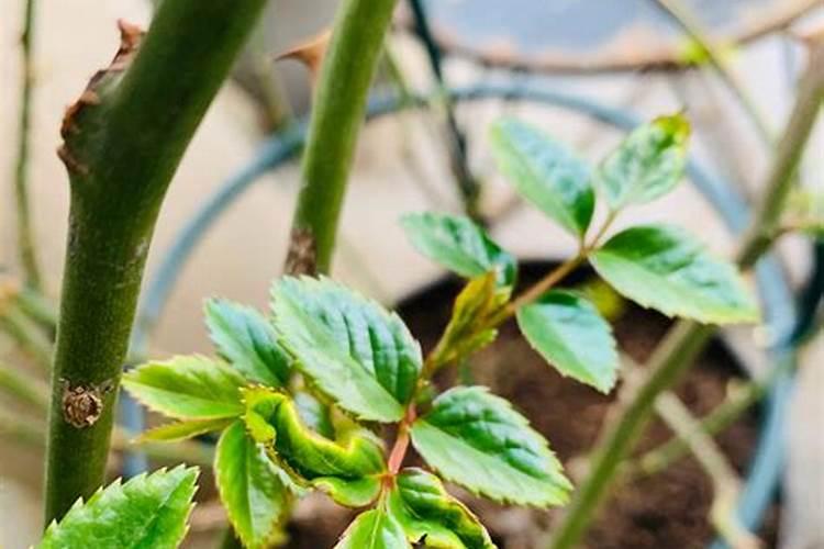 绿叶植物缺磷有什么办法