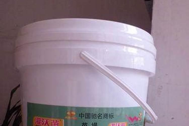 月季花现在都发芽了,而且也长新叶子了,可以施肥吗？