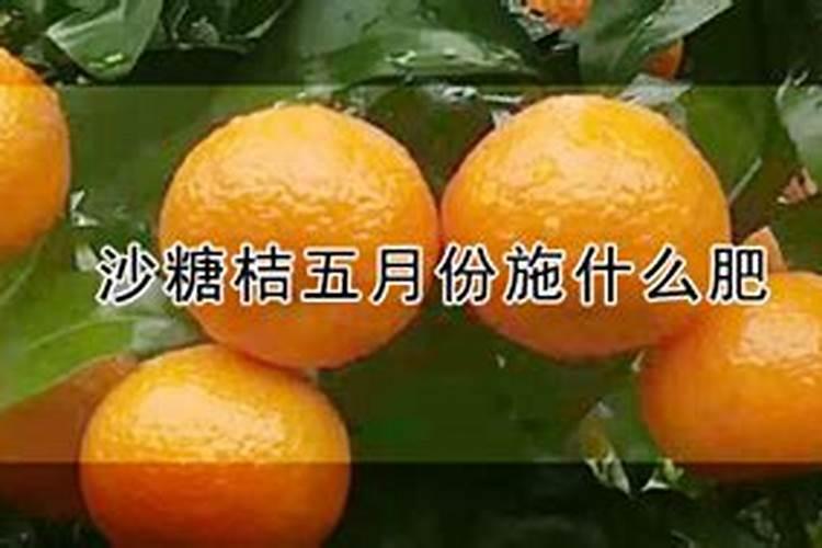 砂糖橘这是什么原因,请各位大神支招,谢谢