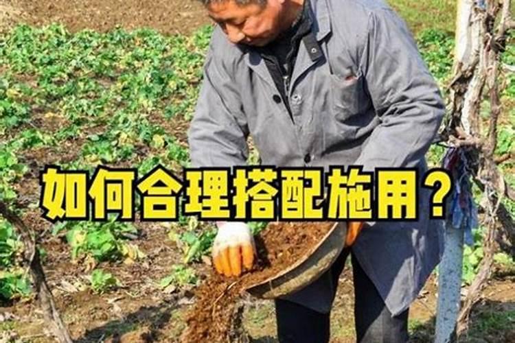 竹子施肥用什么肥料