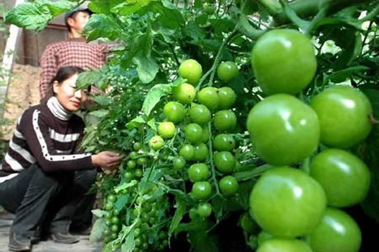 蟹爪兰施什么肥