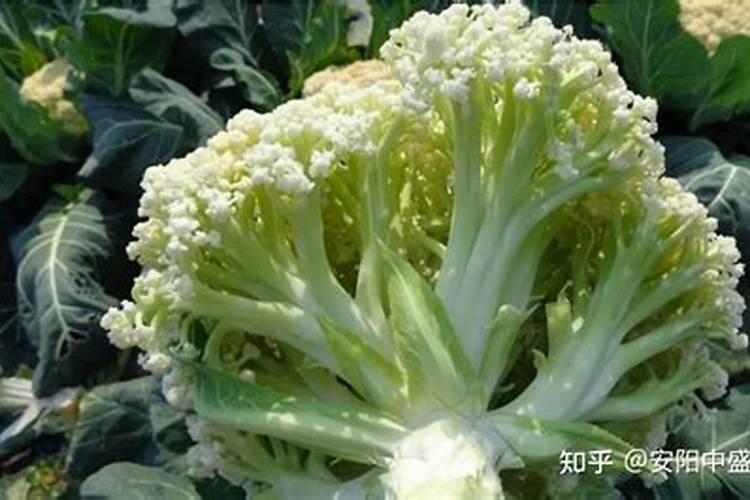 菜花冲什么肥料最好