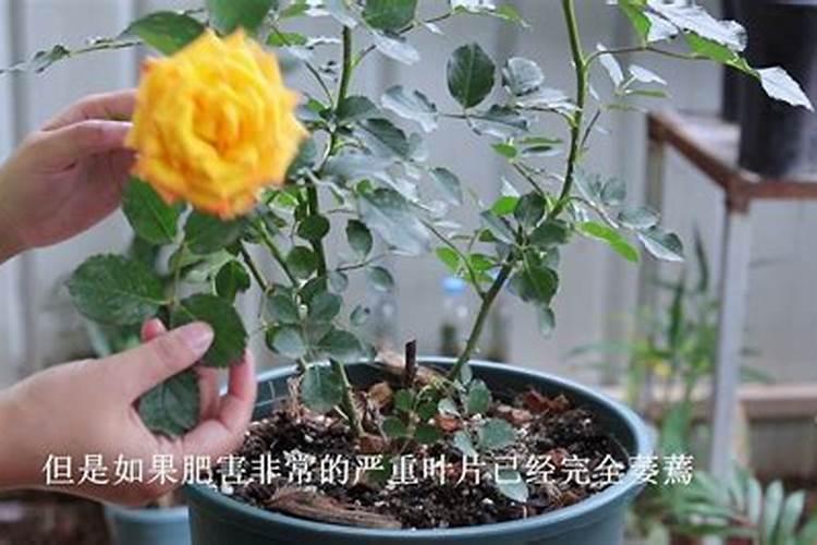 怎么给花补氮肥
