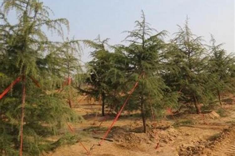 观叶植物施什么肥最好 适合用什么肥料