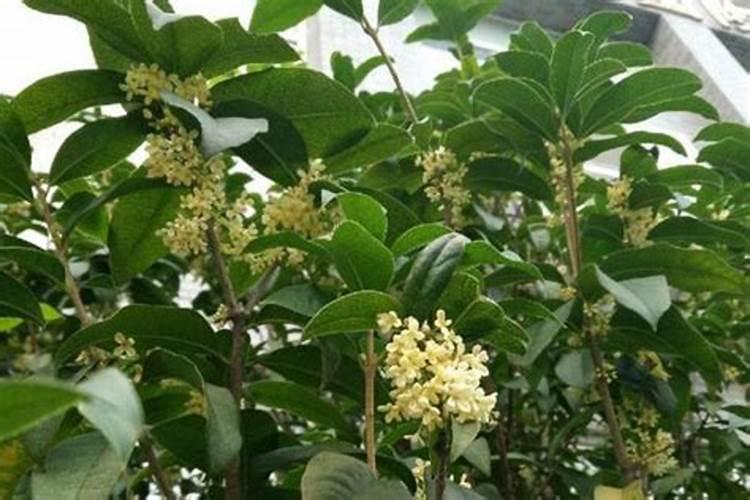 桂花树如何浇水和施肥