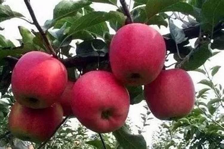 苹果树喷什么叶面肥好