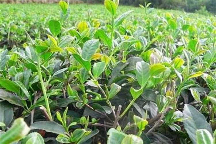 苹果树补钙的叶面肥有哪些苹果树叶面肥一年喷几次都喷什么肥