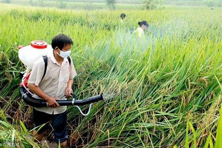 叶面肥 +膨大剂 +戊唑醇+嘧霉胺在32度高温前 能叶面喷施吗？