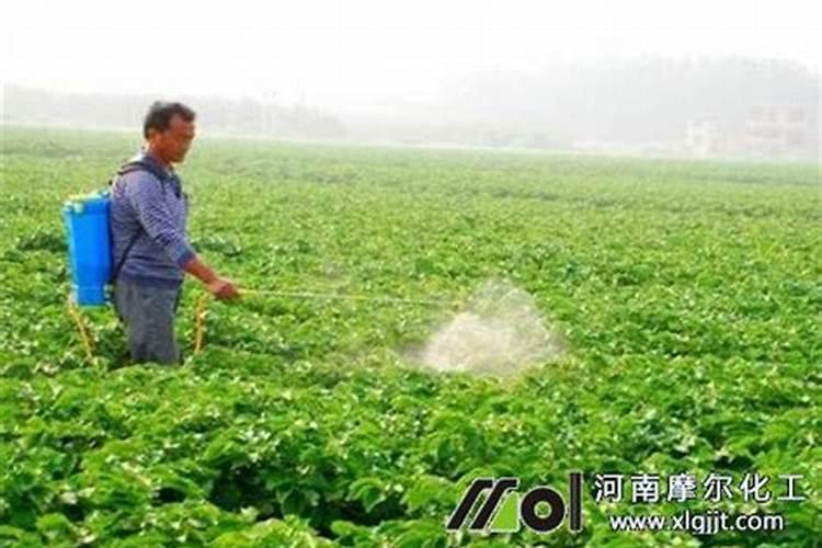 叶面肥什么时候打合适