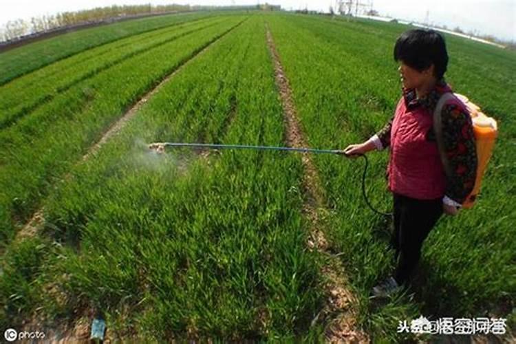 玉米底肥用红颗粒钾肥好还是用白色小颗粒水溶钾肥好？