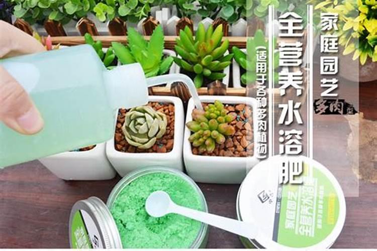 十二卷多肉怎么养长的好