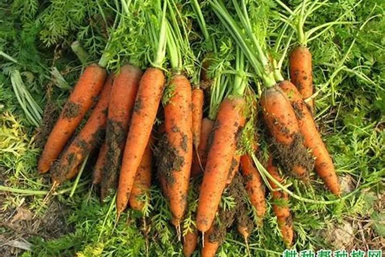胡萝卜重茬根腐用什么防治好？