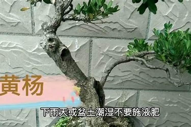 海藻鱼蛋白水溶肥料作用