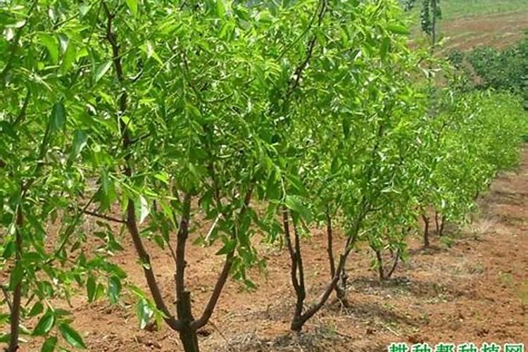 水果玉米施什么肥最好 怎么给水果玉米施肥好呢