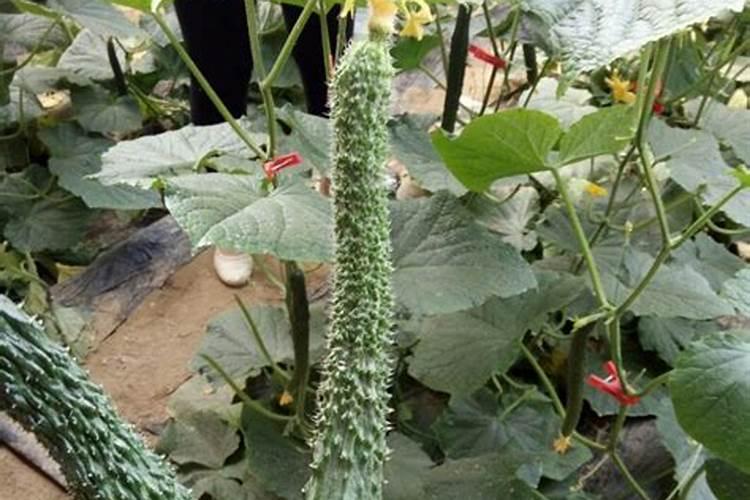 种植黄瓜如何使用磷酸二氢钾？
