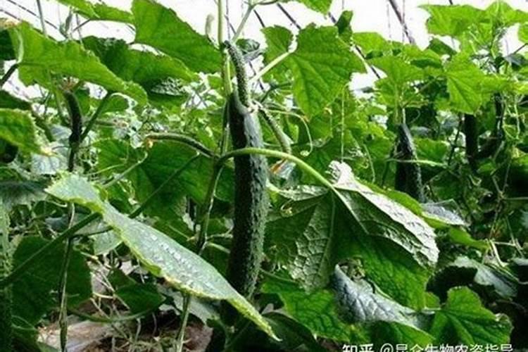 矿源黄腐酸钾沾根比例是多少？