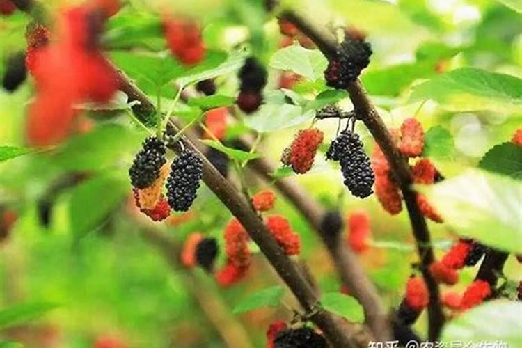 桑葚在定植之后,该如何进行水肥方面的管理？