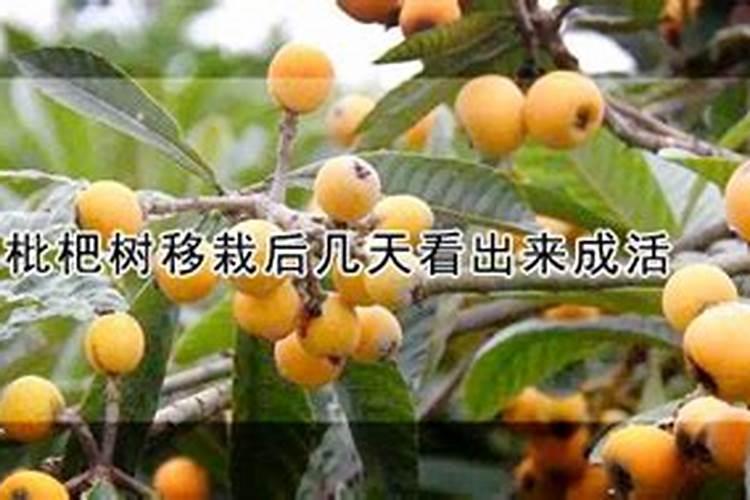 新栽的果树苗,枇杷,橙子树苗,多久可以施肥!