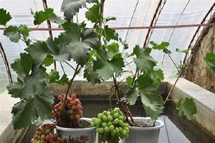 新种葡萄苗怎样放底肥