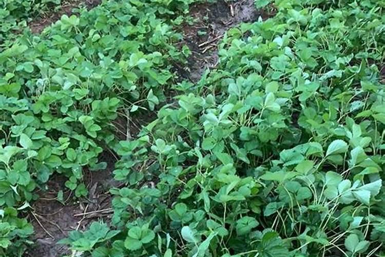 草莓施肥用什么肥料 草莓施肥使用的肥料介绍