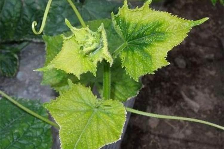 芒果施什么肥