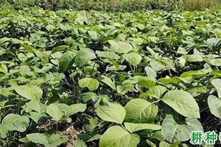 玫瑰花用什么水养最好？