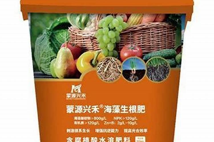 蒜苗叶子发黄是怎么回事