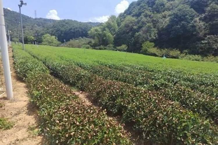 茶园施氮肥时,如何提高其利用率？