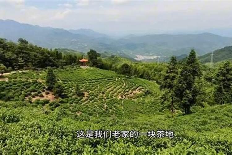 茶园夏季施肥有讲究