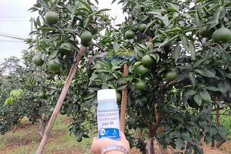 果树缺钙用什么肥料最适合(果树需补什么钙肥最好)