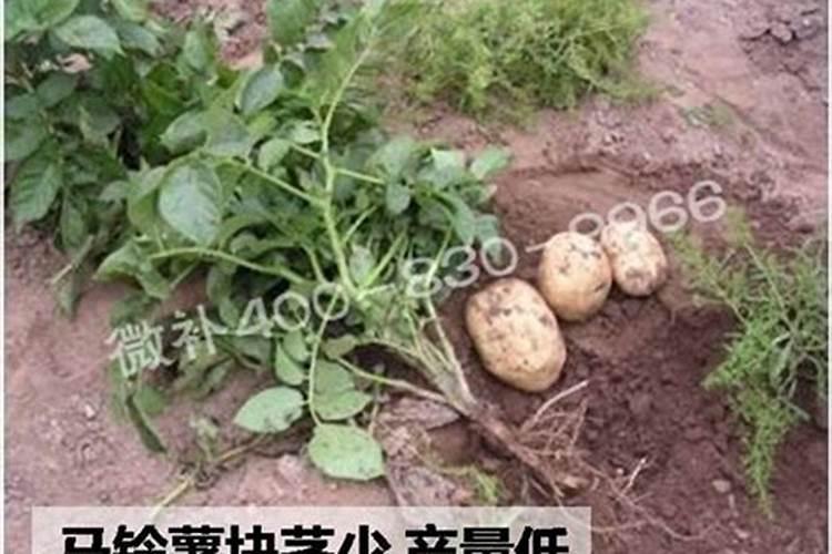 硫酸钾钙镁肥一亩用量